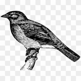 Koyal Black And White, HD Png Download