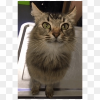 Donate To Petrescue - Domestic Long-haired Cat, HD Png Download