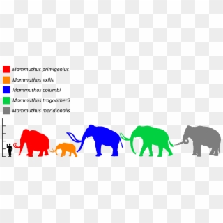 Mammuthus Size Comparison - Steppe Mammoth Size Comparison, HD Png Download