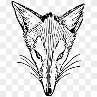 Animal Fox Head Lutz Mammal - Drawing Fox's, HD Png Download