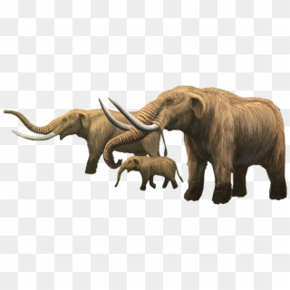 Mammoth Clipart Mastodon - Mastodons Compared To Elephant, HD Png Download