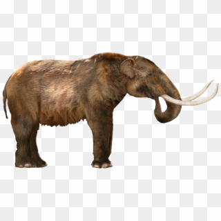 At First Glance, It Is Easy To See Why The American - American Mastodon, HD Png Download