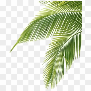 Palm Tree Leaf Png 29 - Palm Tree Leaves Png, Transparent Png