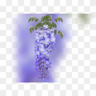 Color Palette Ideas From Flower Violet Flowering Plant - Wisteria, HD Png Download