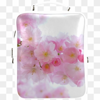 Beautiful Pink Japanese Cherry Tree Blossom Square - Cherry Blossom, HD Png Download