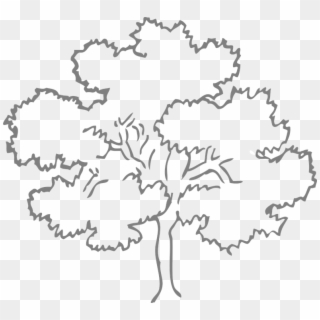 Tree Outline Image - Outline Pictures Of Tree, HD Png Download
