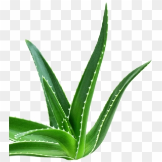 Aloe Png - Agave, Transparent Png