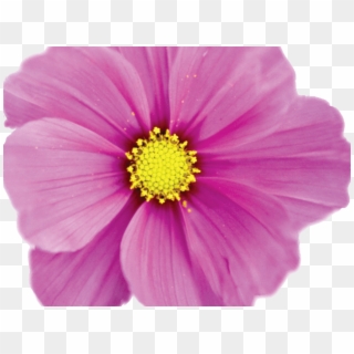 Wiethophours-callout - October Birth Flower, HD Png Download