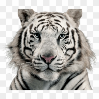White Tiger Clipart Transparent Background - White Tiger Transparent Background, HD Png Download
