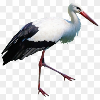 Stork Standing - White Stork, HD Png Download