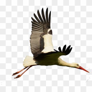 Stork Sticker - Flying Stork, HD Png Download