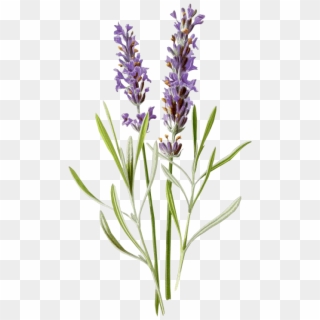 #lavanda #flores #morado #vintage #flower #antiguo - Lavender Botanical Drawing, HD Png Download