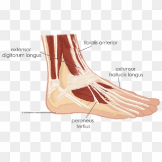 The Muscles Of The T - Extensor Digitorum Longus And Peroneus Tertius, HD Png Download