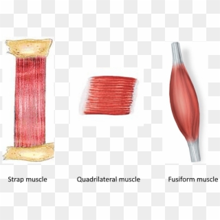 Muscles With Parallel Muscular Fasciculi - Parallel Muscle, HD Png Download