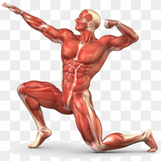 Muscle Transparent Body - Unlabeled Human Muscular System, HD Png Download