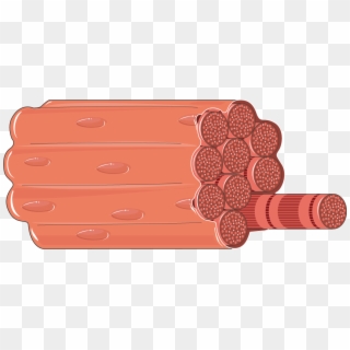 Muscles Clipart Smooth Muscle - Muscle Fiber Png, Transparent Png