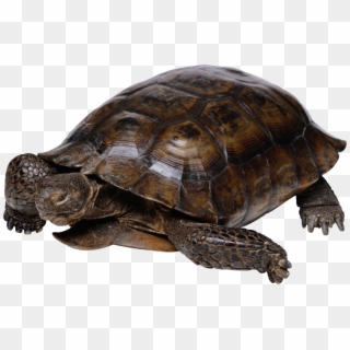 Turtle With Transparent Background, HD Png Download