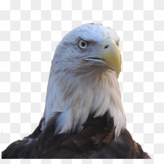 Allegiant Our Female Bald Eagle - Bald Eagle Head Png, Transparent Png