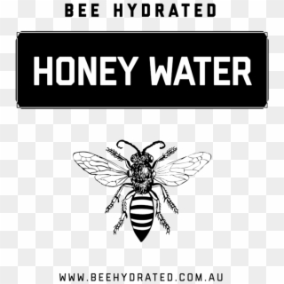 Bee Hydrated Honey Water Contains 100% Natural Australian - Honeybee, HD Png Download