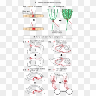 Classical Examples Of Developmental Axon Pruning In - Axonal Pruning, HD Png Download