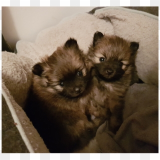 Purebred Pomeranian Puppies - German Spitz Klein, HD Png Download
