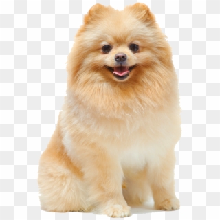 Pomeranian - Border Collie And Pomeranian, HD Png Download