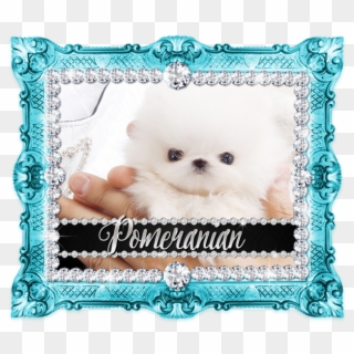 Unnamed 9 Micro Teacup Pomeranian, - Silver Frame, HD Png Download