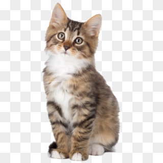 Cute Kitten Png - Wasting Time On The Internet, Transparent Png