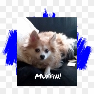 Dog, HD Png Download