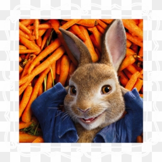 6 - 00pm-9 - 00pm - Peter Rabbit Movie Review, HD Png Download