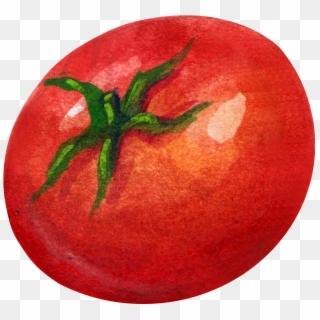 Tomato Vector Diagram - Plum Tomato, HD Png Download