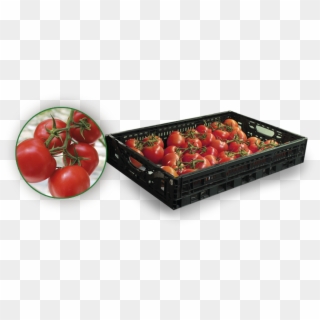 Tomatoes On The Vine - Cherry Tomatoes, HD Png Download