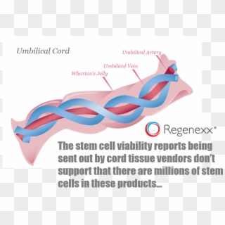 How To Interpret Cell Viability Studies Used By Amnio - Graphs, HD Png Download