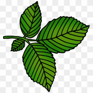 Collection Of Elm High Quality Free Ⓒ - Elm Tree Leaf Cartoon, HD Png Download