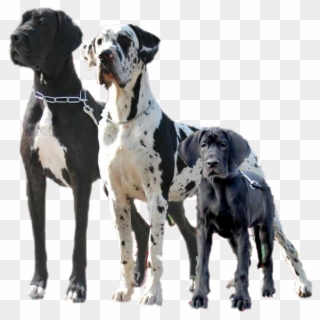 Often Called The Apollo Of Dogs, The Great Dane Can - Egyptian Great Dane, HD Png Download