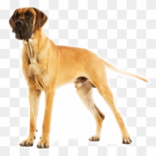 Your Extra-large Pet Needs High Levels Of Carefully - Great Dane Png, Transparent Png