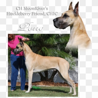 Ch Moonriver's Huckleberry Friend - Great Dane, HD Png Download