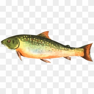 Vector Graphics,free Pictures, Free - Trout Fish, HD Png Download