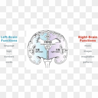 In Fact, They Use The Right Brain Subconsciously More - Left And Right Brain Functions Diagram, HD Png Download