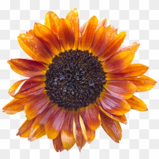 Sun - Orange Sunflower Png, Transparent Png