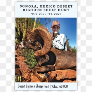 Sonora, Mexico Desert Bighorn Sheep Hunt - Poster, HD Png Download