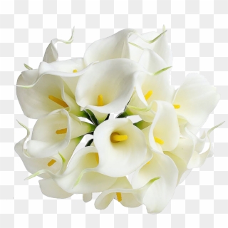 Calla Png Transparent Image - Flor De Cala Blanca, Png Download -  600x600(#6568616) - PngFind