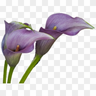 Next Open Some Calla Lilies - Purple Calla Lily Png, Transparent Png