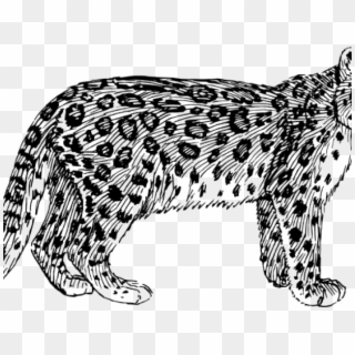 Black Leopard Cliparts - Snow Leopard Clipart Black And White, HD Png Download