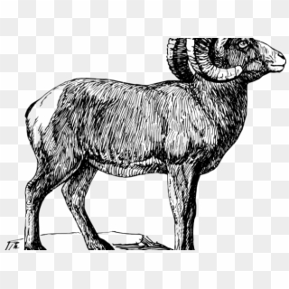 Horns Free On Dumielauxepices Net Goat - Bighorn Sheep Black And White Clipart, HD Png Download