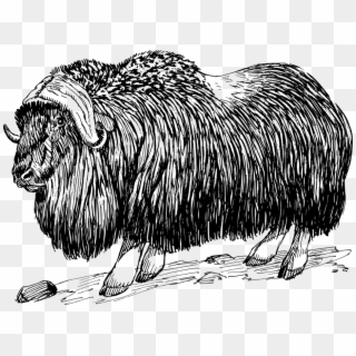 Goat-like Horns Billy Goat Animal Biology Mammal - Musk Ox Black And White, HD Png Download