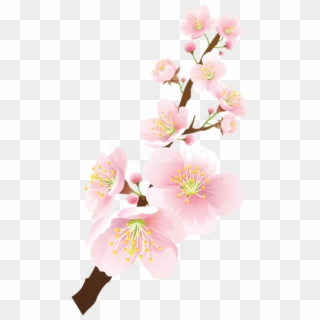 Free Png Download Blooming Spring Branch Png Images - Cherry Blossom, Transparent Png