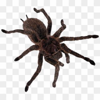 #spider #spiderweb #creepy #cute #tarantula #goth - Tarantula, HD Png Download
