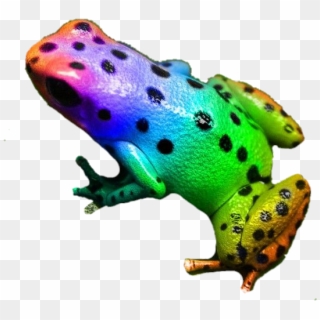 #frog #colorful #rainbow #neon #animal - Rainbow Poison Dart Frogs, HD Png Download