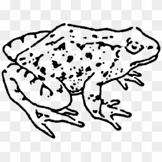 Zoom Frog Rubber Stamp - Phyllobates, HD Png Download
